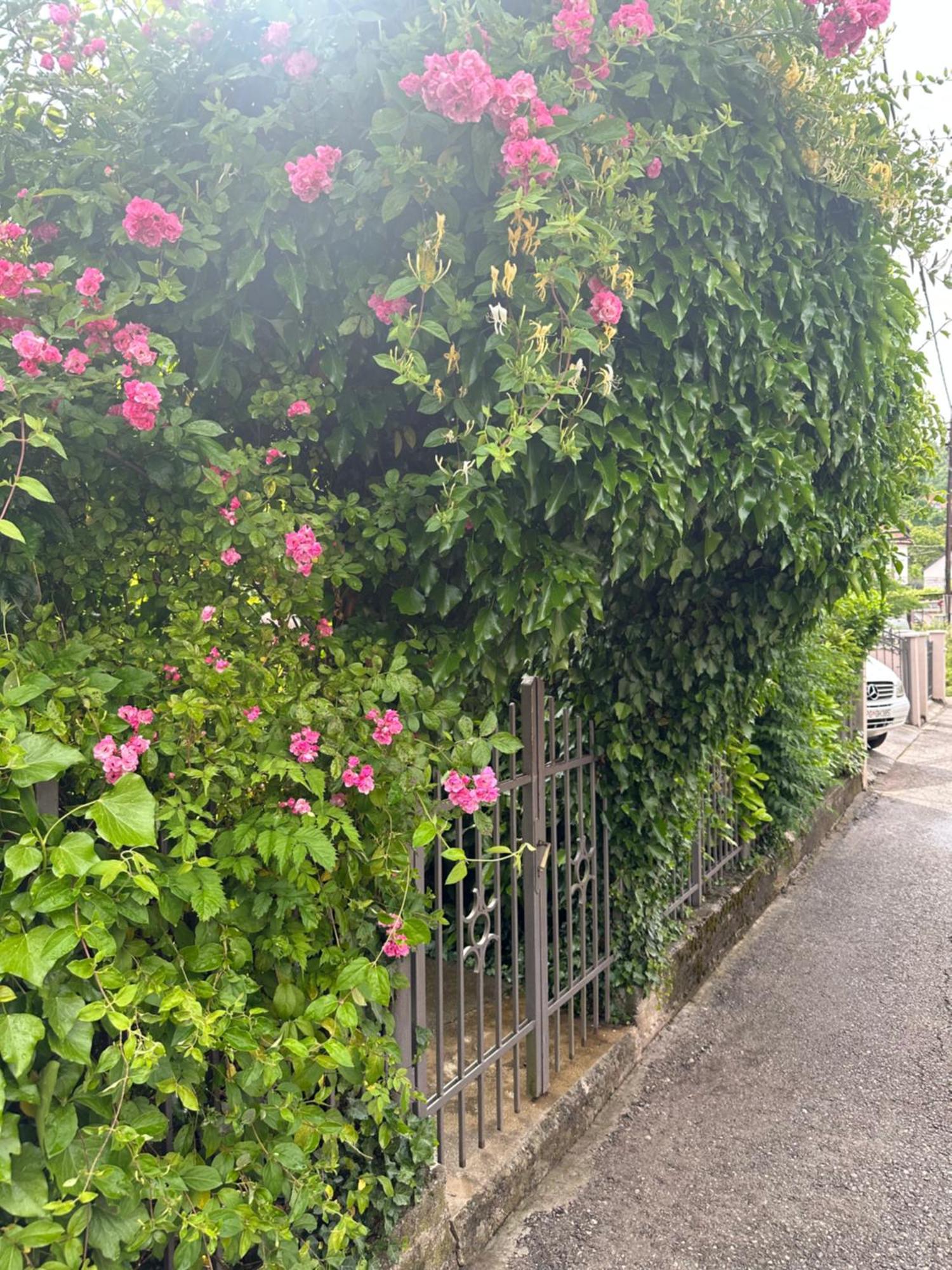 Apartman Lili Cetinje Buitenkant foto