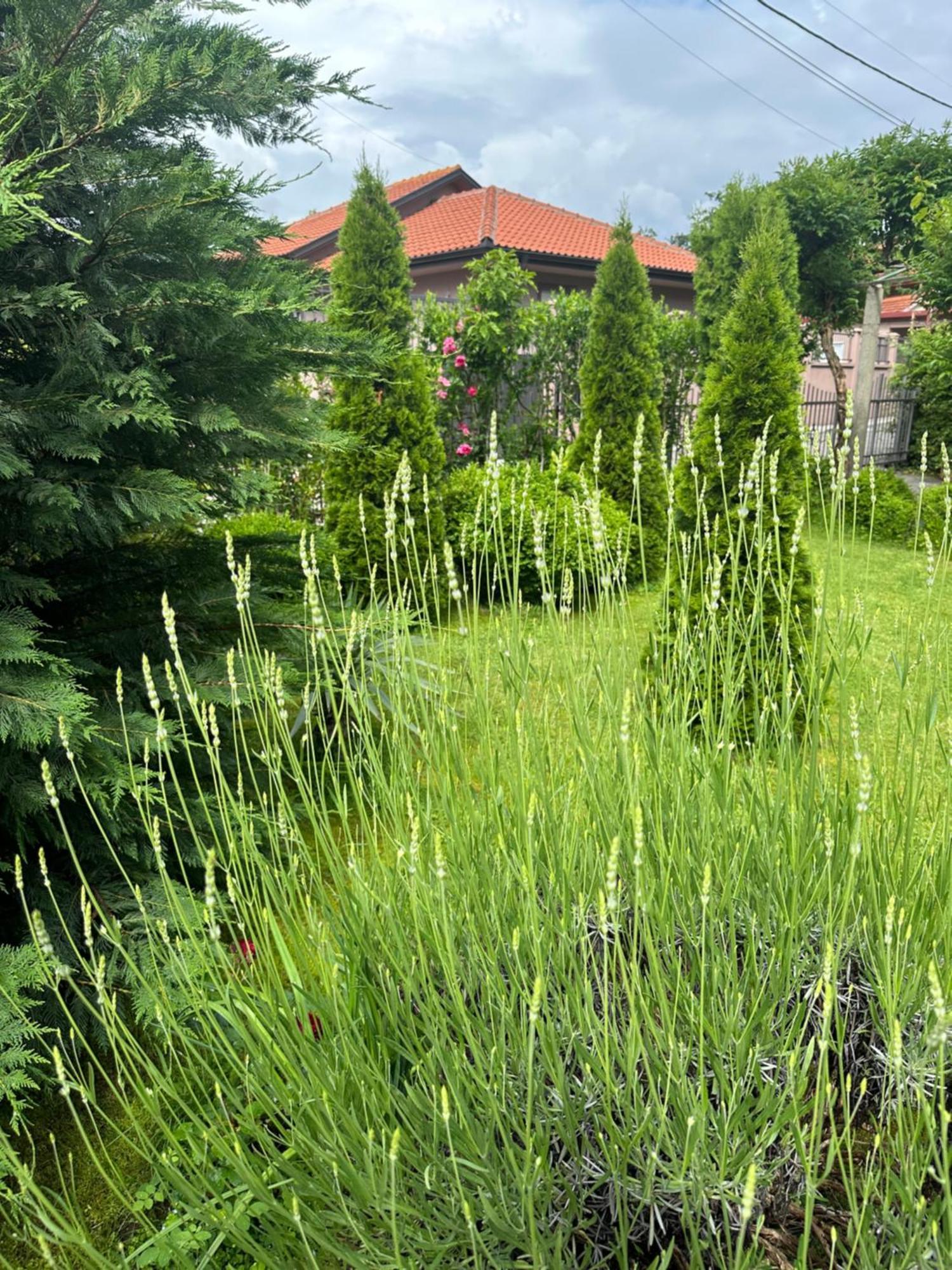 Apartman Lili Cetinje Buitenkant foto